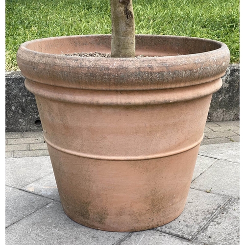 131 - GARDEN OLIVE TREE, established olive tree in large tapering terracotta pot, 220cm H approx, pot 78cm... 