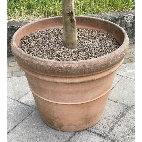 131 - GARDEN OLIVE TREE, established olive tree in large tapering terracotta pot, 220cm H approx, pot 78cm... 