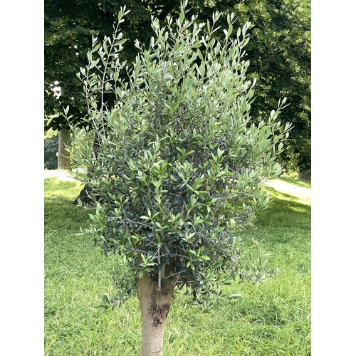 131 - GARDEN OLIVE TREE, established olive tree in large tapering terracotta pot, 220cm H approx, pot 78cm... 