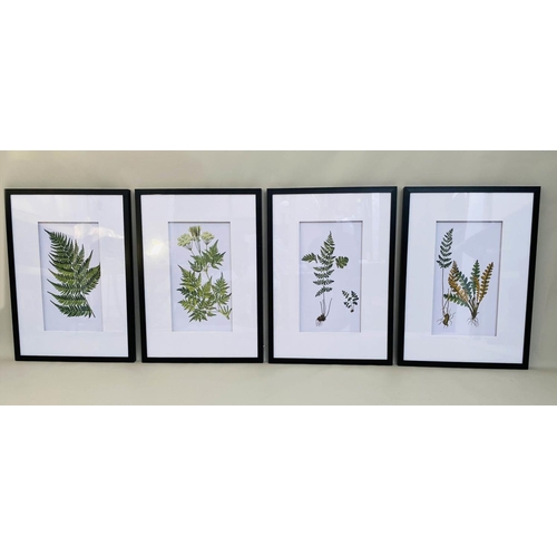 405 - BOTANICAL STUDIES, a set of four prints, depicting ferns, framed and glazed, 70cm x 50cm. (4)