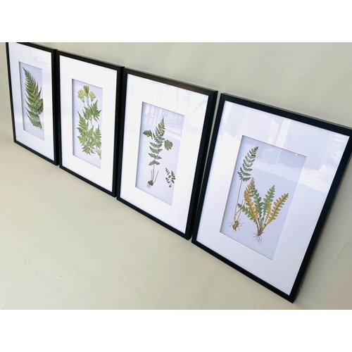 405 - BOTANICAL STUDIES, a set of four prints, depicting ferns, framed and glazed, 70cm x 50cm. (4)