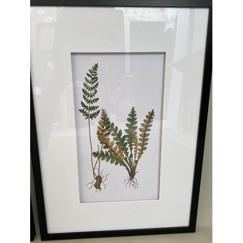 405 - BOTANICAL STUDIES, a set of four prints, depicting ferns, framed and glazed, 70cm x 50cm. (4)