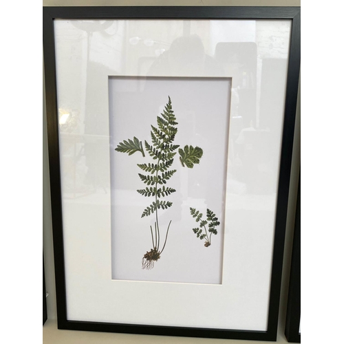 405 - BOTANICAL STUDIES, a set of four prints, depicting ferns, framed and glazed, 70cm x 50cm. (4)