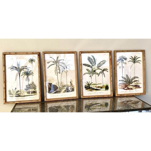 339 - BOTANICAL PALM TREE STUDIES, set of four prints, bamboo framed and glazed, 50cm x 35cm each. (4)