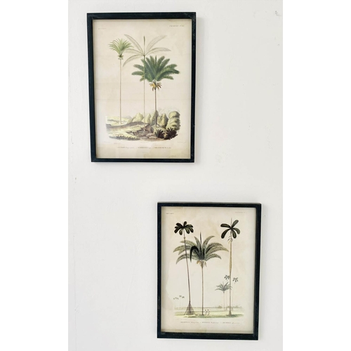 347 - BOTANICAL PALM TREE STUDIES, a pair of prints, framed and glazed, 56cm H x 41cm W. (2)