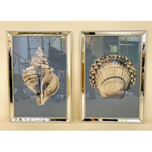 350 - A STUDY OF SEA SHELLS, a set of two prints, framed and glazed, 67cm H x 46cm W. (2)