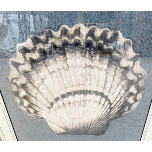 350 - A STUDY OF SEA SHELLS, a set of two prints, framed and glazed, 67cm H x 46cm W. (2)