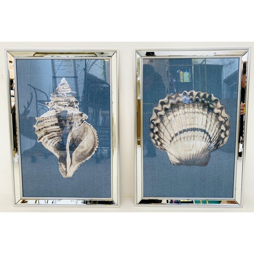 350 - A STUDY OF SEA SHELLS, a set of two prints, framed and glazed, 67cm H x 46cm W. (2)