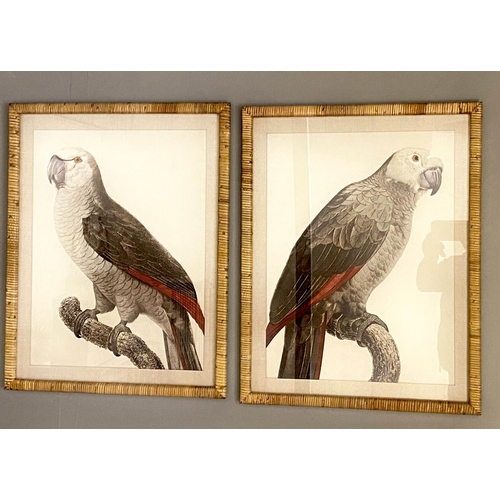 353 - STUDIES OF PARROTS, a set of two prints, rattan framed and glazed, 70cm x 55cm. (2)