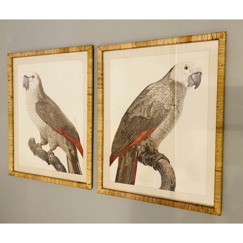 353 - STUDIES OF PARROTS, a set of two prints, rattan framed and glazed, 70cm x 55cm. (2)