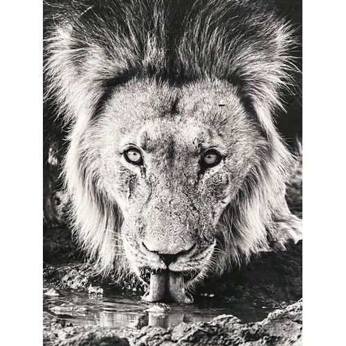 46 - 20TH CENTURY SCHOOL, 'Lion', photo print, 124cm x 83cm, framed.