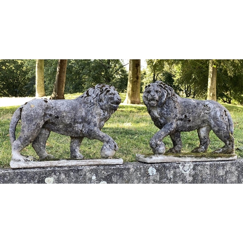 221 - GARDEN LIONS, an opposing pair, well weathered reconstituted stone of neo-classical form each with '... 