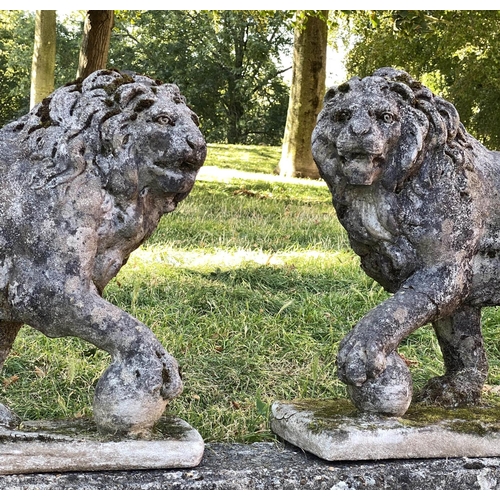 221 - GARDEN LIONS, an opposing pair, well weathered reconstituted stone of neo-classical form each with '... 