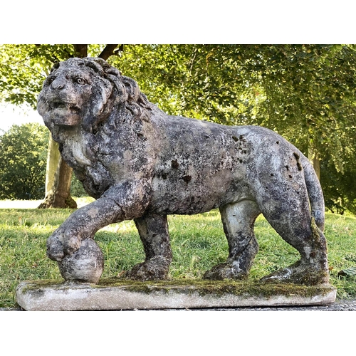 221 - GARDEN LIONS, an opposing pair, well weathered reconstituted stone of neo-classical form each with '... 