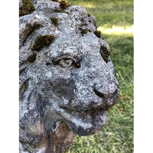 221 - GARDEN LIONS, an opposing pair, well weathered reconstituted stone of neo-classical form each with '... 