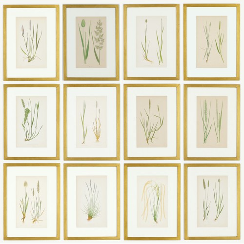 114 - E.J. LOWE, Grasses, a set of 12 botanical prints, each 30cm x 23cm, circa 1858, individually framed.