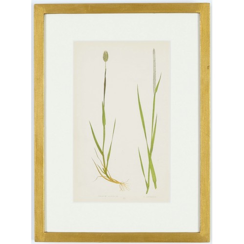 114 - E.J. LOWE, Grasses, a set of 12 botanical prints, each 30cm x 23cm, circa 1858, individually framed.