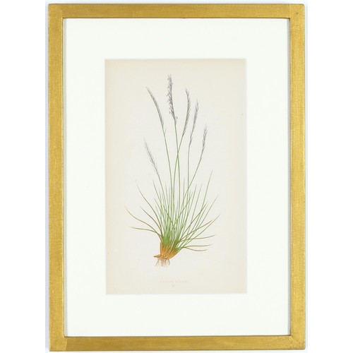 114 - E.J. LOWE, Grasses, a set of 12 botanical prints, each 30cm x 23cm, circa 1858, individually framed.