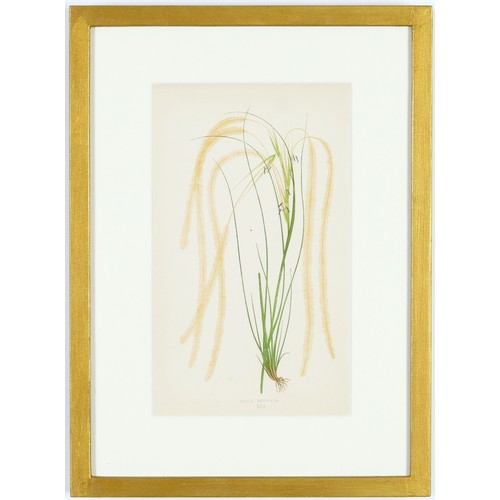 114 - E.J. LOWE, Grasses, a set of 12 botanical prints, each 30cm x 23cm, circa 1858, individually framed.