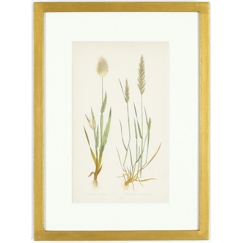 114 - E.J. LOWE, Grasses, a set of 12 botanical prints, each 30cm x 23cm, circa 1858, individually framed.