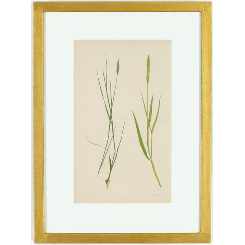 114 - E.J. LOWE, Grasses, a set of 12 botanical prints, each 30cm x 23cm, circa 1858, individually framed.