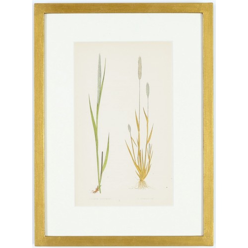 114 - E.J. LOWE, Grasses, a set of 12 botanical prints, each 30cm x 23cm, circa 1858, individually framed.