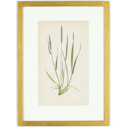 114 - E.J. LOWE, Grasses, a set of 12 botanical prints, each 30cm x 23cm, circa 1858, individually framed.