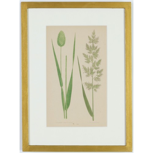 114 - E.J. LOWE, Grasses, a set of 12 botanical prints, each 30cm x 23cm, circa 1858, individually framed.