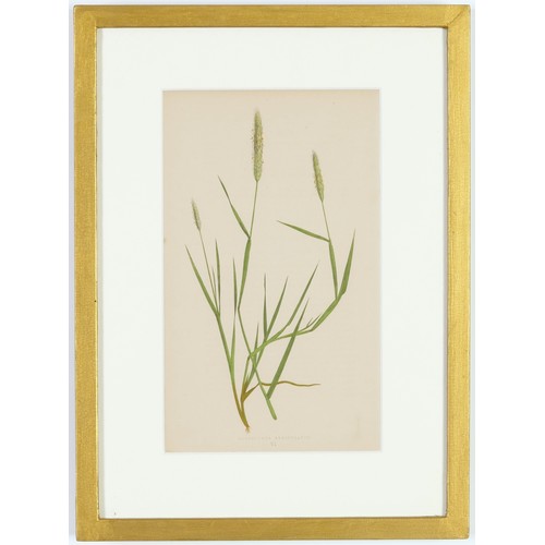 114 - E.J. LOWE, Grasses, a set of 12 botanical prints, each 30cm x 23cm, circa 1858, individually framed.