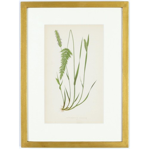 114 - E.J. LOWE, Grasses, a set of 12 botanical prints, each 30cm x 23cm, circa 1858, individually framed.