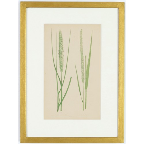 114 - E.J. LOWE, Grasses, a set of 12 botanical prints, each 30cm x 23cm, circa 1858, individually framed.