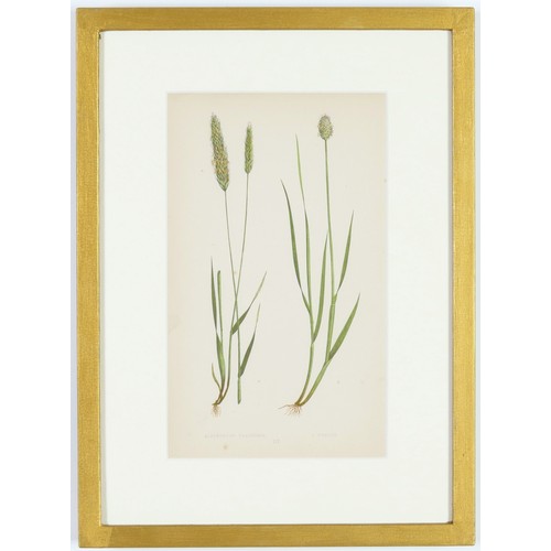 114 - E.J. LOWE, Grasses, a set of 12 botanical prints, each 30cm x 23cm, circa 1858, individually framed.