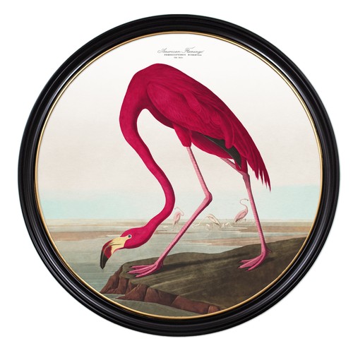 86 - AFTER JOHN JAMES AUDUBON, American Flamingo, giclée, 105cm diam., framed.