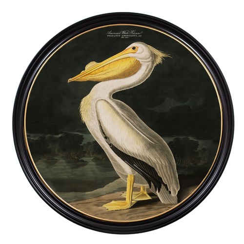 87 - AFTER JOHN JAMES AUDUBON, 'Pelicanus Americanus', giclée, 105cm diam., framed.