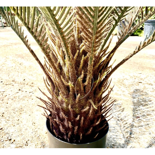 444 - FAUX FERN TREES, a pair, potted, 110cm high, 100cm wide. (2)
