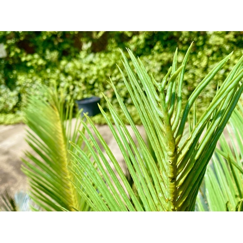 444 - FAUX FERN TREES, a pair, potted, 110cm high, 100cm wide. (2)