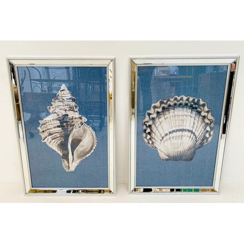 469 - STUDY OF SEA SHELLS, a set of two prints, framed, 67cm H x 46cm W. (2)