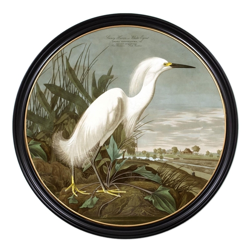 57 - AFTER JOHN JAMES AUDUBON, 'Snowy Heron or white Egret', lithograph, 104cm diam, framed.