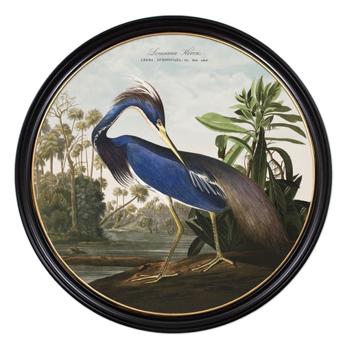 58 - AFTER JOHN JAMES AUDUBON, 'Louisiana Heron' lithograph, 104cm diam, framed.