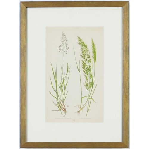 108 - E J LOWE, Grasses, a set of twelve botanical prints, each 30cm x 23cm each, circa 1858.