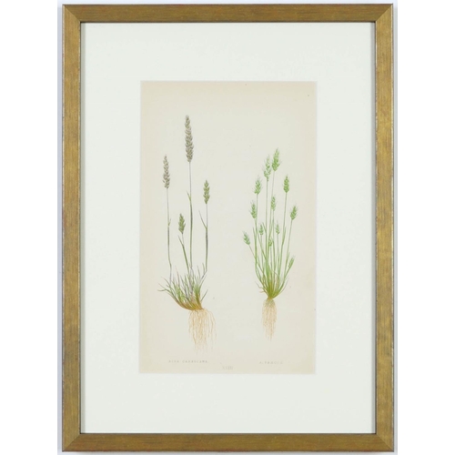 108 - E J LOWE, Grasses, a set of twelve botanical prints, each 30cm x 23cm each, circa 1858.