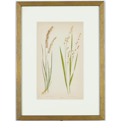 108 - E J LOWE, Grasses, a set of twelve botanical prints, each 30cm x 23cm each, circa 1858.