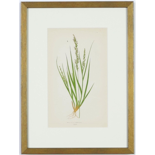 108 - E J LOWE, Grasses, a set of twelve botanical prints, each 30cm x 23cm each, circa 1858.