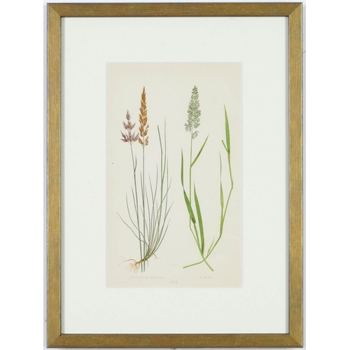 108 - E J LOWE, Grasses, a set of twelve botanical prints, each 30cm x 23cm each, circa 1858.