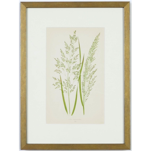 108 - E J LOWE, Grasses, a set of twelve botanical prints, each 30cm x 23cm each, circa 1858.