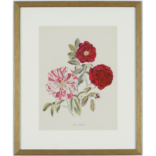 119 - JOHN NASH (brother of Paul Nash), a set of twelve English Flowers, botanical lithographs 1948, print... 