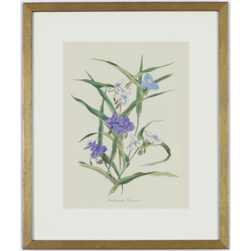 119 - JOHN NASH (brother of Paul Nash), a set of twelve English Flowers, botanical lithographs 1948, print... 