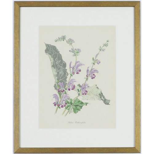 119 - JOHN NASH (brother of Paul Nash), a set of twelve English Flowers, botanical lithographs 1948, print... 