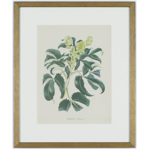 119 - JOHN NASH (brother of Paul Nash), a set of twelve English Flowers, botanical lithographs 1948, print... 