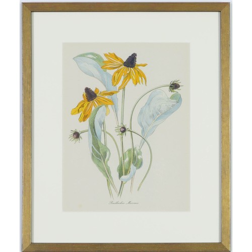 119 - JOHN NASH (brother of Paul Nash), a set of twelve English Flowers, botanical lithographs 1948, print... 